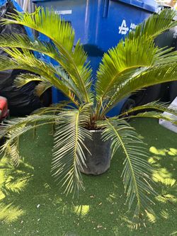 Palm  plant