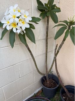 plumerias garden