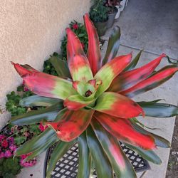 Bromeliad Neoregelia MEDUSA Plant $35