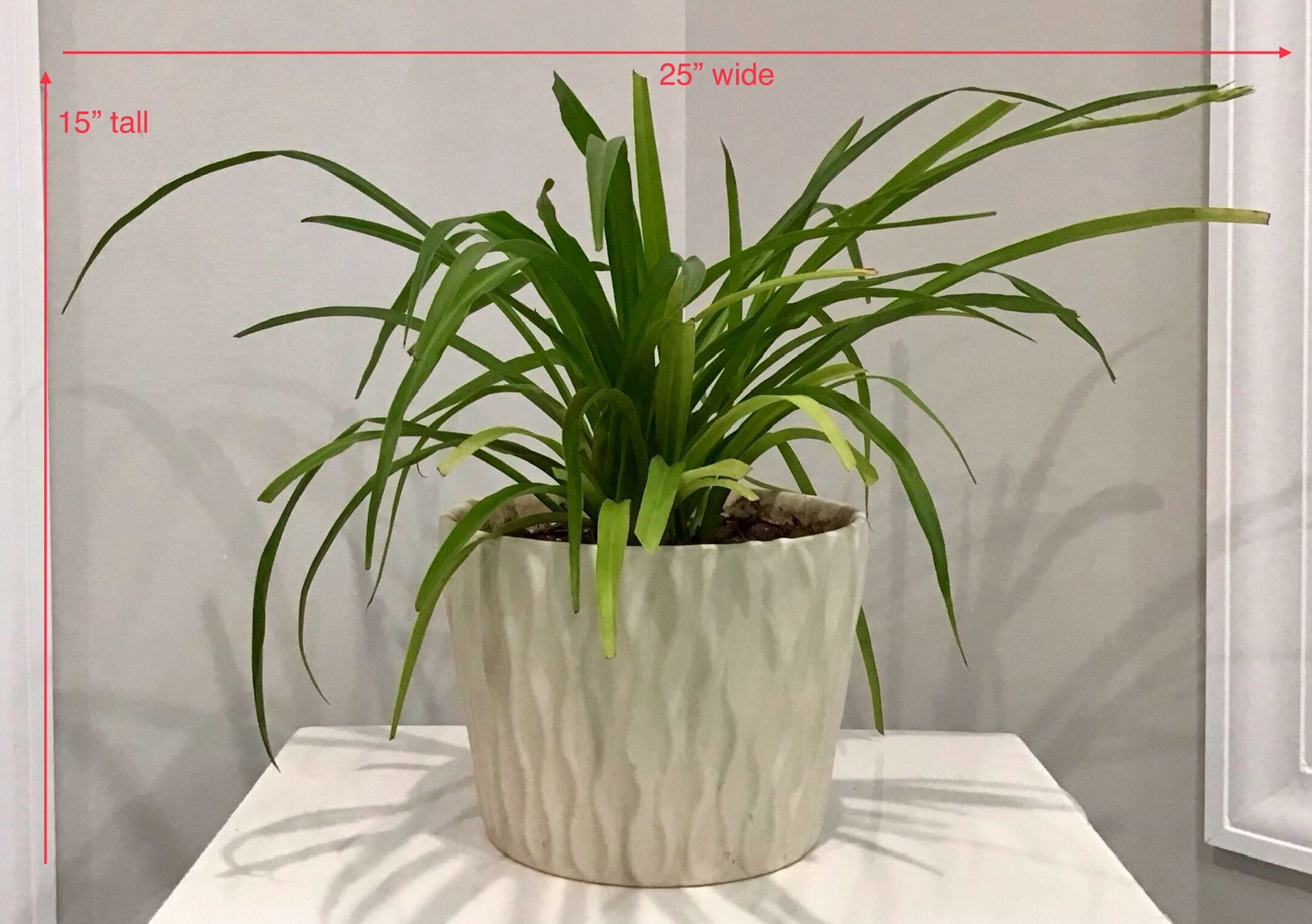 Live Spider Plant in a Large Off White Fire Glazed Terracotta Planter with Raised Wavy Pattern