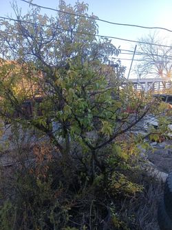 Potted tree
