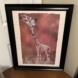 Framed Print of Giraffes