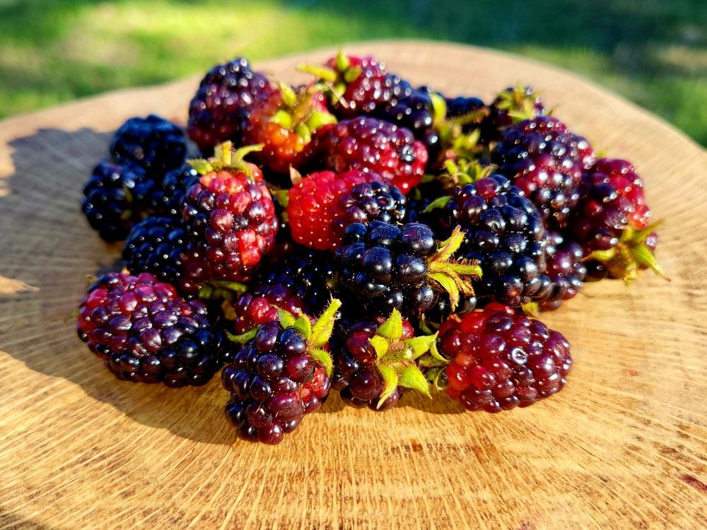 Florida Blackberry Plants - In Pots (Dewberry)