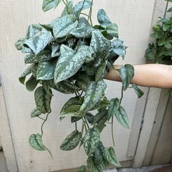6” Long Scindapsus Exotica 