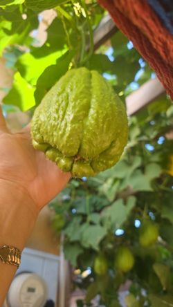 Güisquiles Organicos