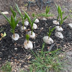 Baby Coconut Palms $10