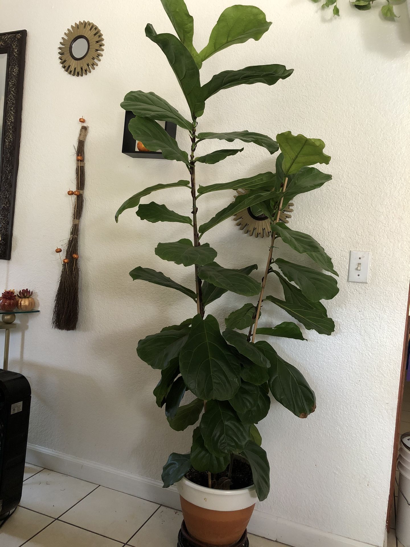 Fiddle leaf tree 6 feet tall plant (real) indoor