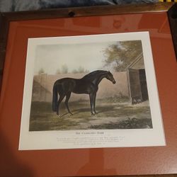 Pics Of Horses