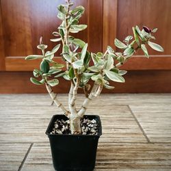 Jade Plant (Crassula ovata ‘Tricolor’/Variegata)