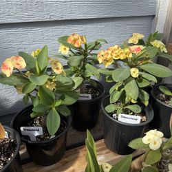 Corona De cristo/ Crown Of Thorns