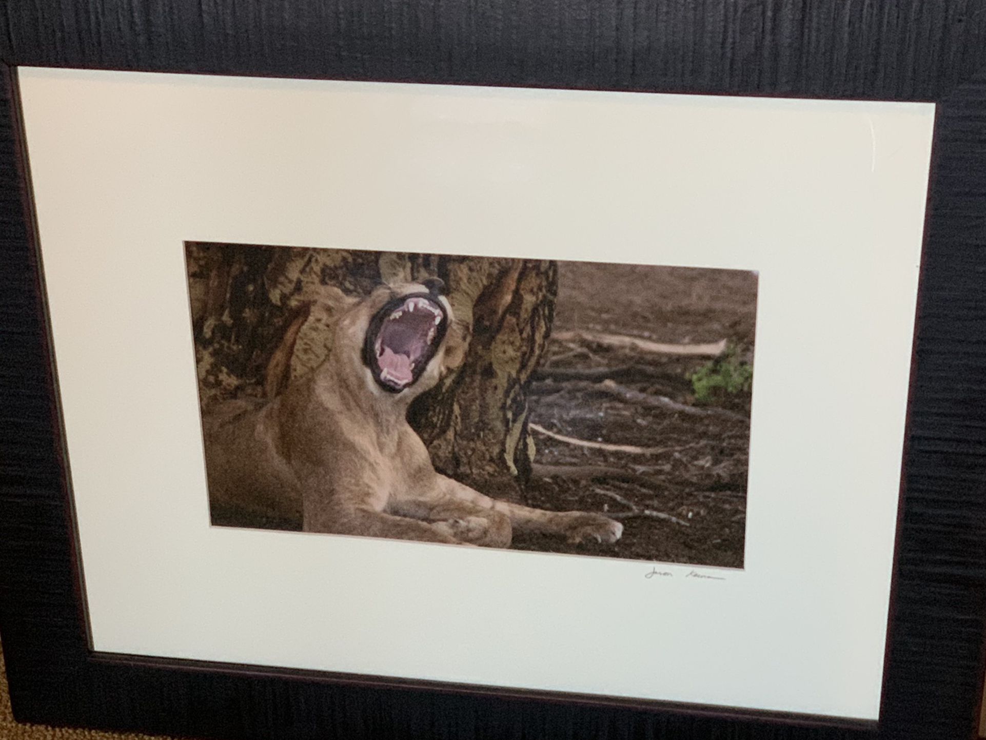Large Framed Photo Of Lion Yawning/Roaring