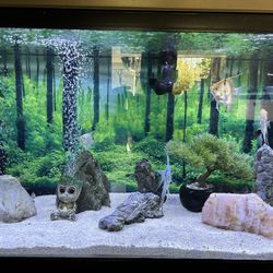 Trade Angel Fish For Other Tropical fish