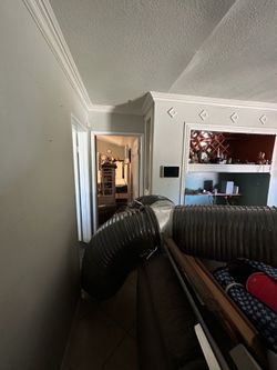 Bed Bug