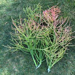 Fire 🔥 Stick Succulents Cuttings 