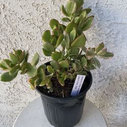 1 Gallon Pot Succulent Plant Crassula Ovata Variegated -  Lemon Lime Jade - Rooted and Established - Drought Resistant 🪴 