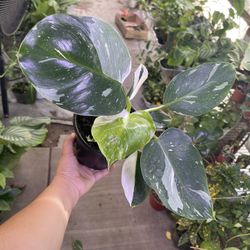 6” White Wizard Philodendron Big Leafs