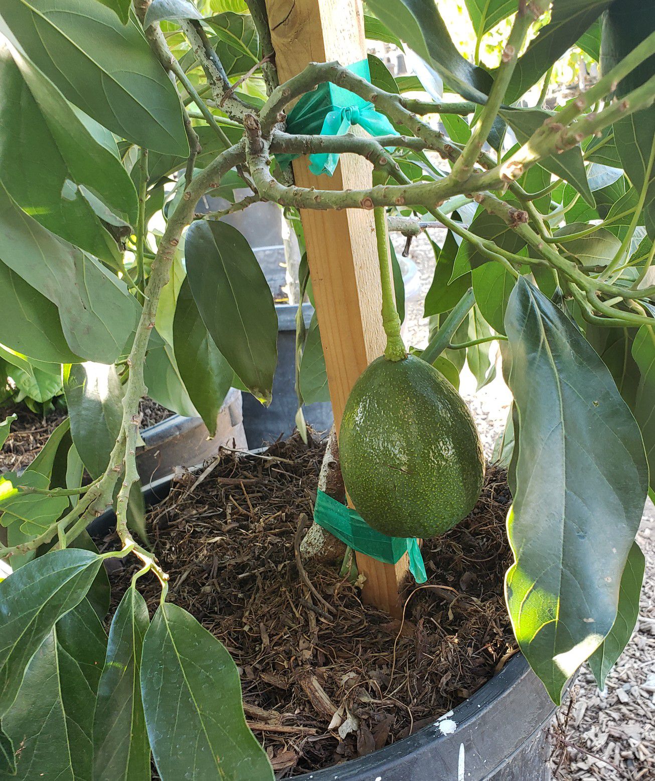 AVOCADO TREES.. HASS / FUERTE / STUART MEXICOLA /HYBRID /ZUTANO (( ALL OF THEM ARE GRAFTED )) $80. THEY ARE IN 15-GALLON  BUCKET
