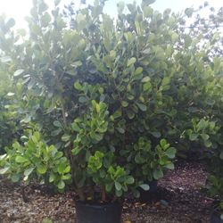 PRICE REDUCED!  VERY BIG CLUSIA PLANT FOR SALE!  SPECTACULAR BEST QUALITY & BEST PRICE IN TOWN