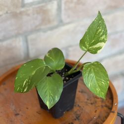 Golden Pothos