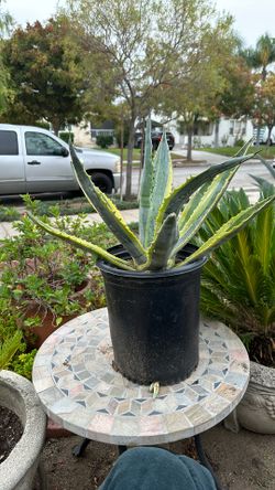 American Century Plant... 18 Inches Of Growth