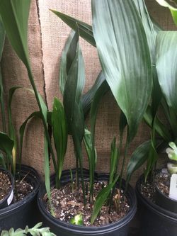 2 gallon cast iron plants!