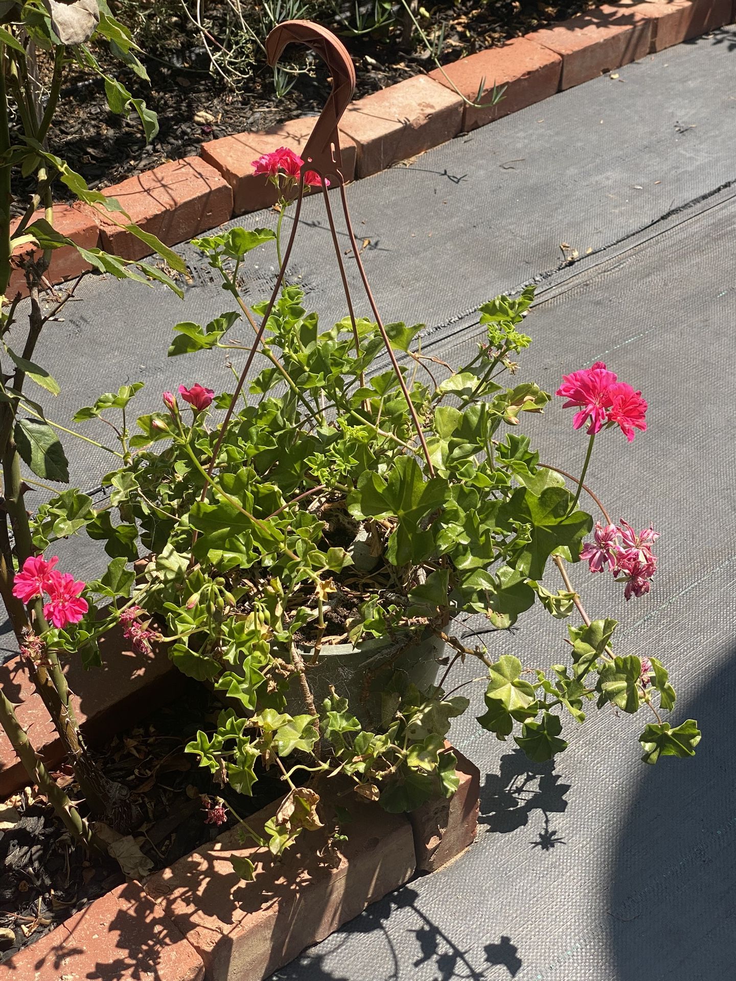 Hanging Plant