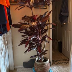 Beautiful Plant $50.Very Healthy Well Kept