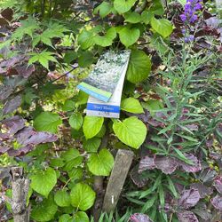 Climbing Hydrangeas 
