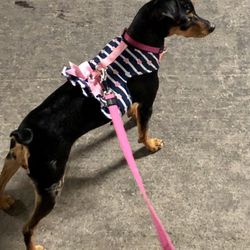 Dog Fashion Heart Harness - XXS