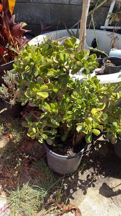 Large Jade Plant in Pot