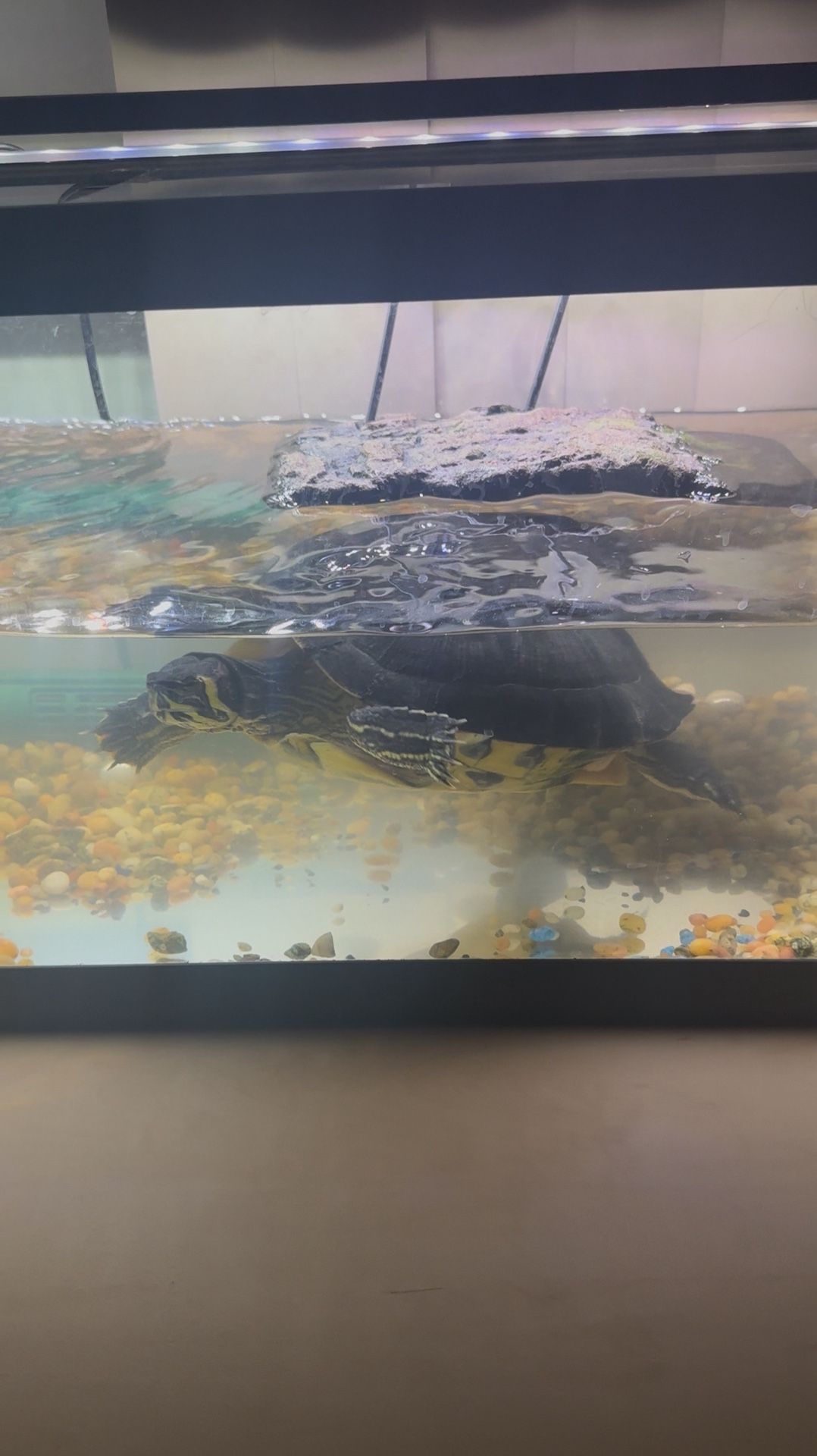 Free Turtle