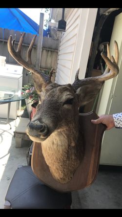 Venado