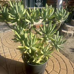 $25 Planta Suculenta
