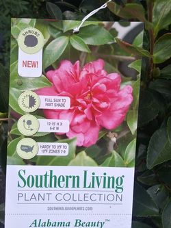 Bellas camelias. Alabama beuty