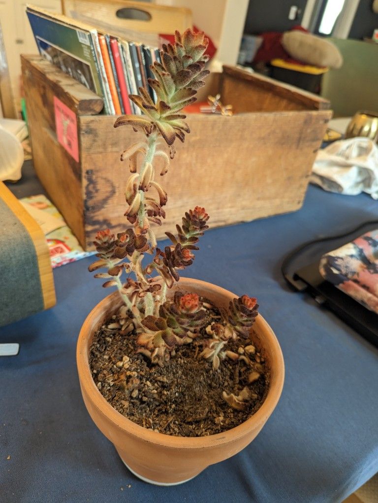 Teddy Bear Cactus