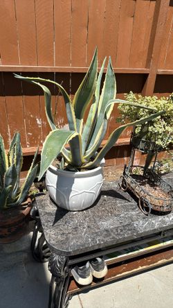 American Agave 