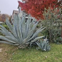 Blue Agaves.  Small For 5. 10, 15 Each