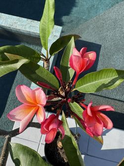 Plumeria
