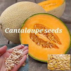 Cantaloupe Seeds 