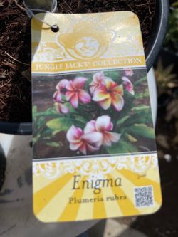 Plumerias. Enigma en Maseta de 1 gallon Su precio es $35