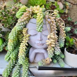 Donkeys tail succulents in a resting princess planter head