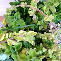 VICKS AND AEONIUM PLANTS. 