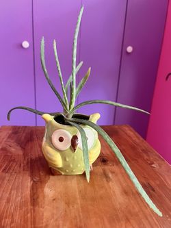 Aloe Vera Plant