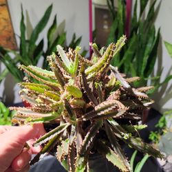 Succulents 🌵 Kalanchoe Milloti Succulents.  Mother In Law.  $5 Each