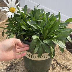 Daisy Potted Plant large pot
