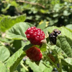 Blackberry Plants- Olallieberry Plants- Gooseberry Plants- Blueberry Plants- Grape Vines- Raspberry Plants- Strawberry Plants- Currant Berry Plants 
