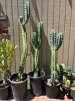 Blue Myrtle Cacti