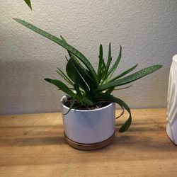 bredasdorp gasteria In 3inches Ceramic Pot