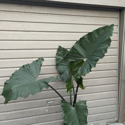 10” Alocasia Sumo 6 Feet Tall 