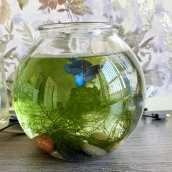 Fish bowl 